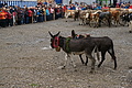 DSC09759 - Bernhard Saalfeld