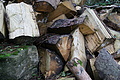 DSC09816 - Bernhard Saalfeld