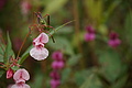 DSC09817 - Bernhard Saalfeld