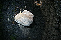 DSC09865 - Bernhard Saalfeld