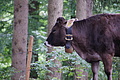 DSC09906 - Bernhard Saalfeld
