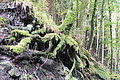 DSCF7696 - Bernhard Saalfeld