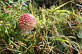 DSCF7707 - Bernhard Saalfeld