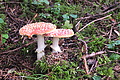 DSCF7721 - Bernhard Saalfeld