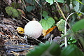 DSCF7733 - Bernhard Saalfeld