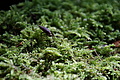 DSC08909 - Bernhard Saalfeld