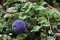 DSC08927 - Bernhard Saalfeld