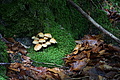 DSC08932 - Bernhard Saalfeld