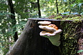 DSC08953 - Bernhard Saalfeld