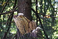DSC08959 - Bernhard Saalfeld