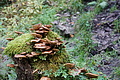 DSC08960 - Bernhard Saalfeld