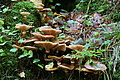 DSC08961 - Bernhard Saalfeld