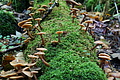DSC08966 - Bernhard Saalfeld