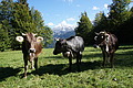 DSC08990 - Bernhard Saalfeld