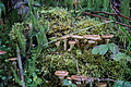 DSC09024 - Bernhard Saalfeld