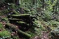 DSC09027 - Bernhard Saalfeld