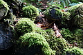 DSC09029 - Bernhard Saalfeld