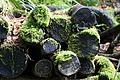 DSC09030 - Bernhard Saalfeld