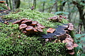 DSC09035 - Bernhard Saalfeld