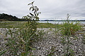 DSC09050 - Bernhard Saalfeld