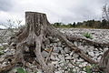 DSC09096 - Bernhard Saalfeld