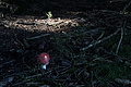 DSC09154 - Bernhard Saalfeld