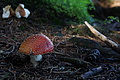 DSC09156 - Bernhard Saalfeld
