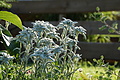 077-0912 - Bernhard Saalfeld