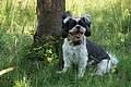 077-0950 - Bernhard Saalfeld