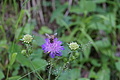 077-1008 - Bernhard Saalfeld