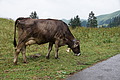 077-1093 - Bernhard Saalfeld