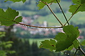 077-1189 - Bernhard Saalfeld