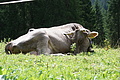 077-1477 - Bernhard Saalfeld