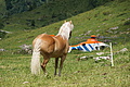 077-1499 - Bernhard Saalfeld