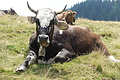 100-1233 - Bernhard Saalfeld
