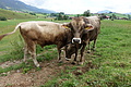 100-1388 - Bernhard Saalfeld