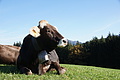 DSC02167 - Bernhard Saalfeld
