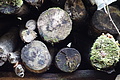DSC02207 - Bernhard Saalfeld