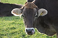 DSC02243 - Bernhard Saalfeld