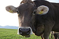 DSC02244 - Bernhard Saalfeld