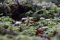 DSC02395 - Bernhard Saalfeld