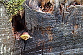 DSC02402 - Bernhard Saalfeld