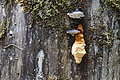DSC02403 - Bernhard Saalfeld