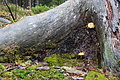 DSC02405 - Bernhard Saalfeld