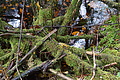 DSC02409 - Bernhard Saalfeld