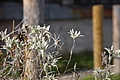 DSC02485 - Bernhard Saalfeld