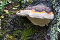DSC02486 - Bernhard Saalfeld