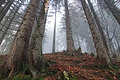 DSC02498 - Bernhard Saalfeld