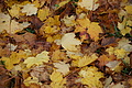 DSC02615 - Bernhard Saalfeld