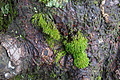 DSC02633 - Bernhard Saalfeld